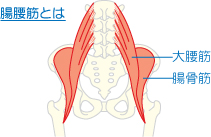Iliopsoas muscle.jpg